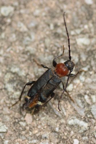 Réf. 204 935 : Phymatodes testaceus